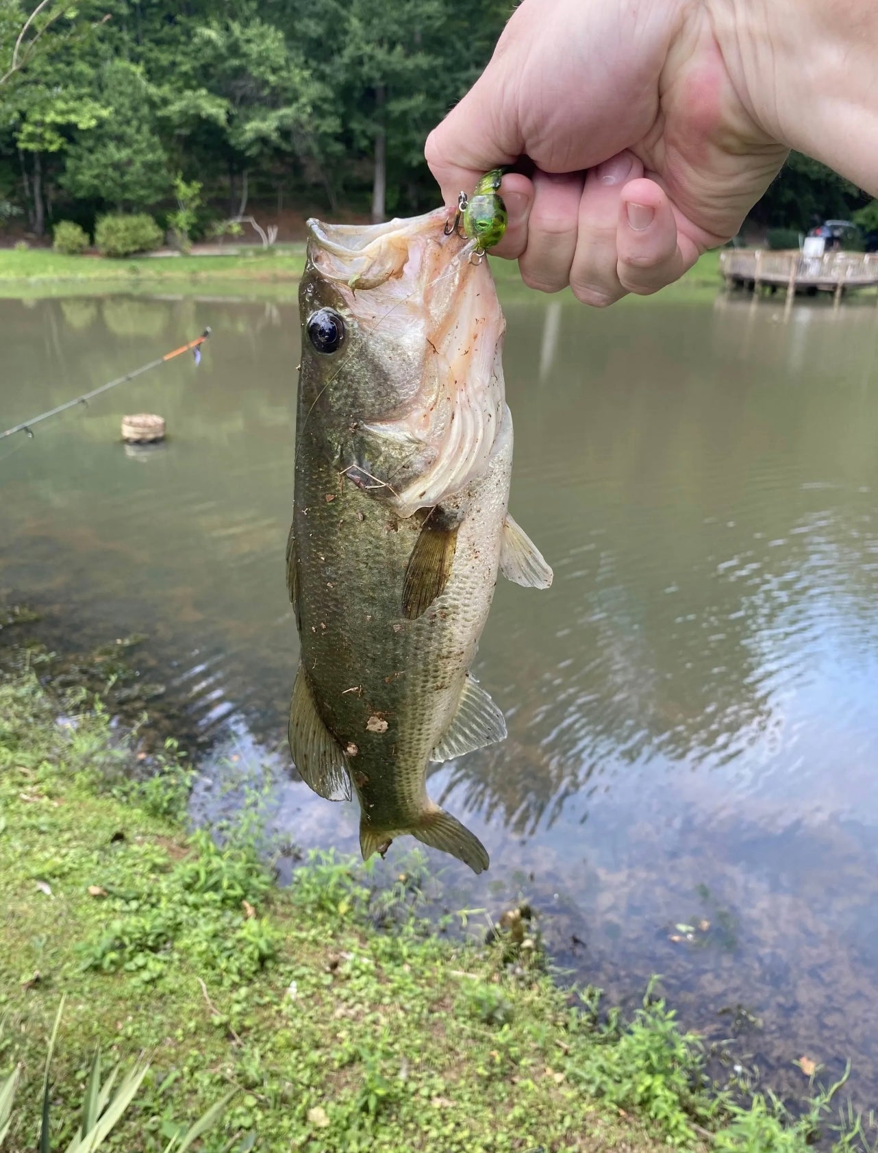 Local angler holding a largemouth bass caught on a Lanier Lures micro lure at a Georgia pond.