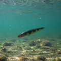 Lanier Lures Stalker Series – Transparent Perch