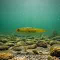 Lanier Lures Stalker Series – Honey Hole