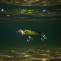 Lanier Lures Hunter Series 3” Popper – Viper Gill